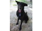 Adopt SOLO a German Shepherd Dog