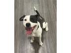 Adopt KINGSLEY a Boxer