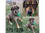 Adopt TITAN a Mastiff