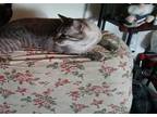 Adopt SAMPSON a Siamese
