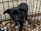 Adopt STERLING a Akita, Border Collie