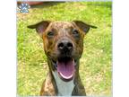 Adopt BRUNO a Plott Hound