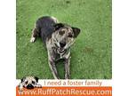 Adopt Christobal a Australian Cattle Dog / Blue Heeler