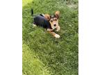 Adopt Lenny a Black - with Brown, Red, Golden, Orange or Chestnut Corgi /