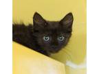 Adopt Candy Bar a Domestic Shorthair / Mixed cat in Golden, CO (41555622)