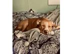 Adopt Biscuit a Tan/Yellow/Fawn - with White American Pit Bull Terrier dog in