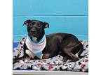 Adopt Bones a Pit Bull Terrier
