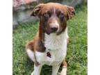 Adopt Sana a Red/Golden/Orange/Chestnut Border Collie / Spaniel (Unknown Type) /