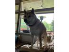 Adopt Taz a Red/Golden/Orange/Chestnut Shiba Inu / Mixed dog in Olympia