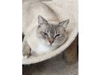 Adopt Trish a Cream or Ivory (Mostly) Siamese / Mixed (short coat) cat in