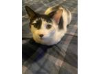 Adopt Chico (24-331) a Black & White or Tuxedo Domestic Shorthair / Mixed cat in