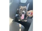 Adopt June a Brindle - with White Plott Hound / Terrier (Unknown Type