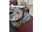 Adopt Mocha a Brindle - with White Boxer / American Pit Bull Terrier / Mixed dog