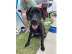 Adopt ZANE a Brindle Labrador Retriever / Mixed dog in Olive Branch