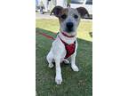 Adopt HUNTER a White - with Red, Golden, Orange or Chestnut Australian Cattle