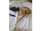 Adopt Little One a Brown or Chocolate Snowshoe / Mixed (medium coat) cat in