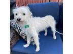 Adopt Waffle a White Poodle (Miniature) / Terrier (Unknown Type