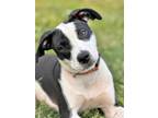 Adopt ZOEY a White - with Black Labrador Retriever / Mixed dog in Branford