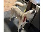 Adopt Denali a Tan/Yellow/Fawn - with Black Siberian Husky / Mixed dog in