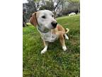 Adopt Blu a Brown/Chocolate - with Tan Beagle / Mixed dog in Chula Vista