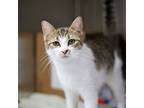 Adopt Tuna a Brown Tabby Domestic Shorthair / Mixed Breed (Medium) / Mixed