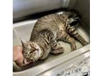 Adopt Connor (FCID# 05/16/2024 - 14 Trainer) a Brown Tabby Domestic Shorthair /