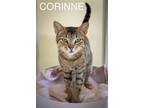 Adopt Corrine (FCID# 05/16/2924 - 26 Trainer) a Brown Tabby Domestic Shorthair /