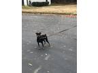 Adopt Hercules a Black - with Tan, Yellow or Fawn Miniature Pinscher / Mixed dog