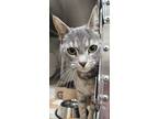 Adopt Gravy a Gray or Blue Domestic Mediumhair / Mixed Breed (Medium) / Mixed