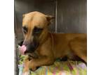 Adopt Max* a Tan/Yellow/Fawn German Shepherd Dog / American Pit Bull Terrier /
