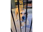 Adopt Jordan a Red/Golden/Orange/Chestnut - with White Labrador Retriever /