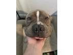 Adopt Blue a Brown/Chocolate - with White American Pit Bull Terrier / Mixed dog
