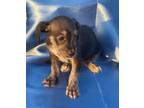 Adopt Gizmo a Black - with Gray or Silver Border Terrier / Mixed dog in Chula