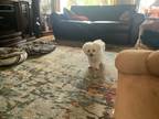 Adopt Amy a White Bichon Frise / Mixed dog in Spring Valley, CA (41560107)