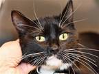 Adopt IRIS a Black & White or Tuxedo Domestic Mediumhair / Mixed (medium coat)