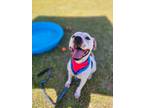 Adopt Weston a Terrier (Unknown Type, Small) / Boxer / Mixed dog in Darlington