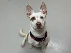 Adopt Jabari a Brown/Chocolate Mixed Breed (Medium) / Mixed Breed (Medium) /