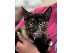 Adopt Foster Maple a Tortoiseshell Domestic Shorthair / Mixed (short coat) cat