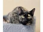 Adopt Misty a Tortoiseshell Domestic Shorthair / Mixed (short coat) cat in