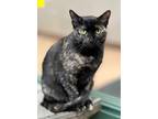 Adopt Marigold a Tortoiseshell Domestic Shorthair / Mixed (short coat) cat in