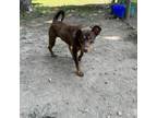 Adopt Timber a Labrador Retriever