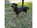 Adopt Rusty a Pit Bull Terrier