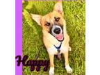 Adopt Happy a Red/Golden/Orange/Chestnut German Shepherd Dog / Border Collie /