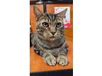 Adopt Allan (FCID#05/16/2024 - 29 Trainer) a Brown Tabby Domestic Mediumhair /