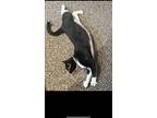 Adopt Tippy a Black & White or Tuxedo American Shorthair / Mixed (short coat)
