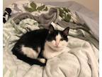 Adopt Francis (Frank) a Black & White or Tuxedo Domestic Shorthair / Mixed