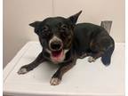 Adopt Frida Kahlo a Pembroke Welsh Corgi / Mixed dog in Topeka, KS (41559963)