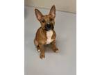 Adopt Julio a Pit Bull Terrier / Mixed dog in Topeka, KS (41559958)