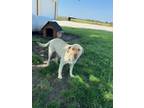 Adopt Hoss a Tan/Yellow/Fawn - with White Labrador Retriever / Mixed dog in