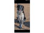 Adopt Clifford a Black - with White Border Collie / Mixed dog in Cordova